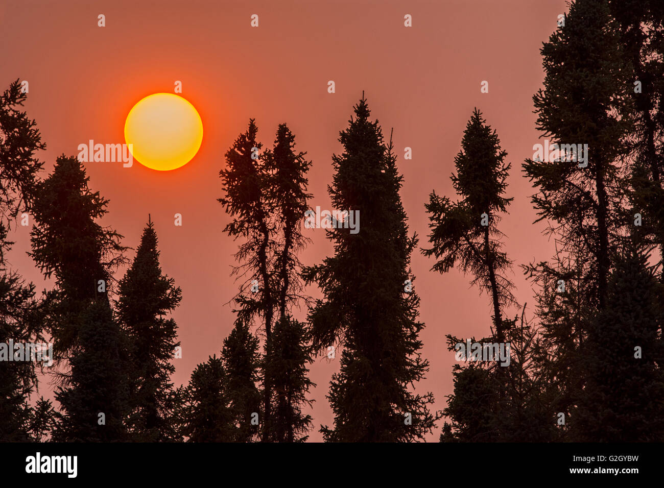 Schwarz-Fichte und Sonnenuntergang Wald Thompson Manitoba Kanada Stockfoto