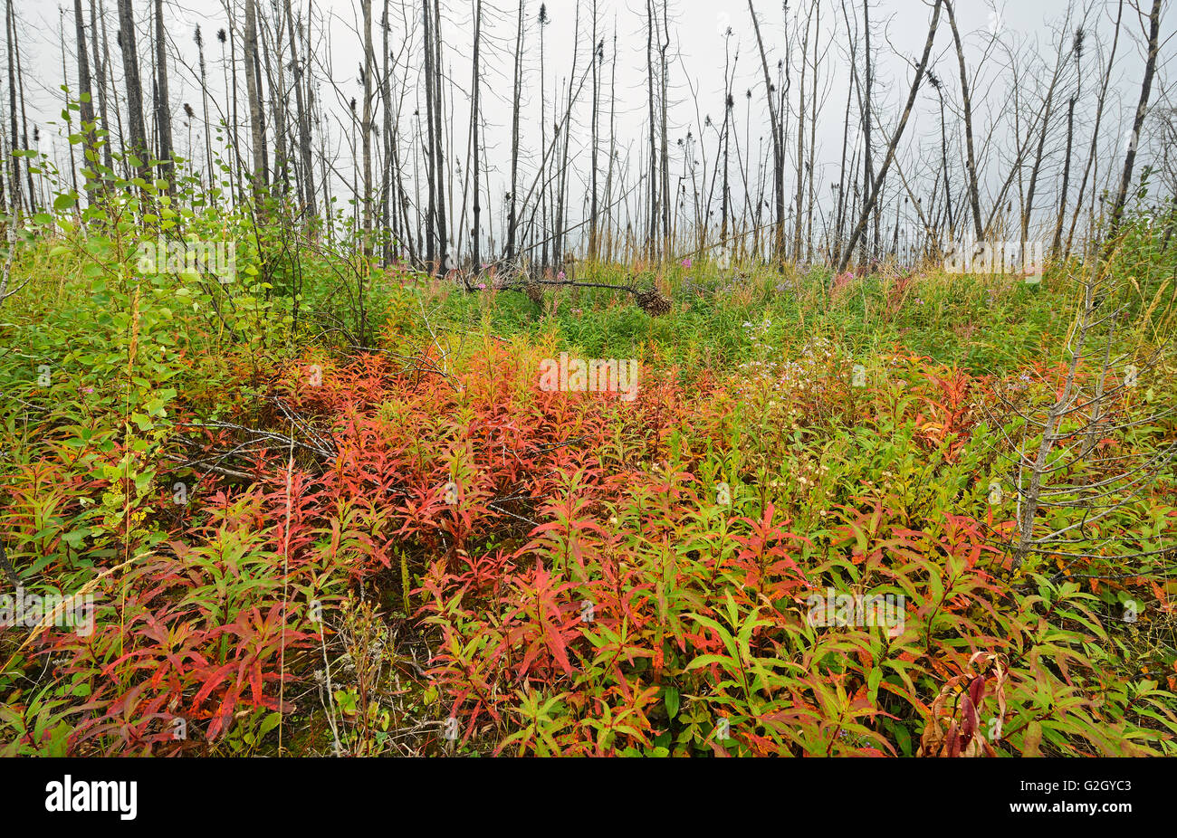 Weidenröschen im Spätsommer in brennen Gillam Road Manitoba Kanada Stockfoto