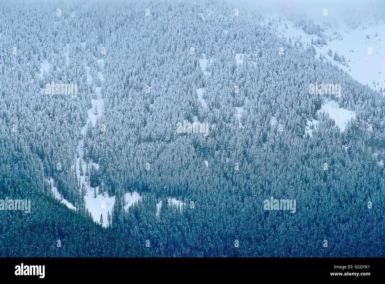 Berghang montane Wald im Schneesturm Kootenay Nationalpark in British Columbia Kanada Stockfoto