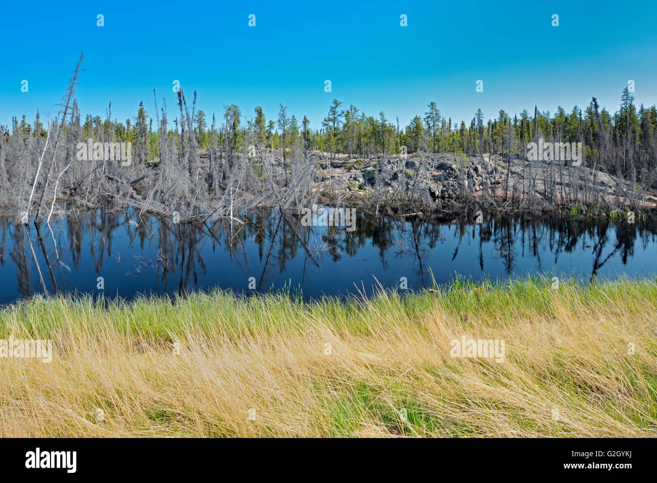 Borealen Wälder, Feuchtgebiete und präkambrischen Schild Yellowknife Highway Northwest Territories Kanada Stockfoto