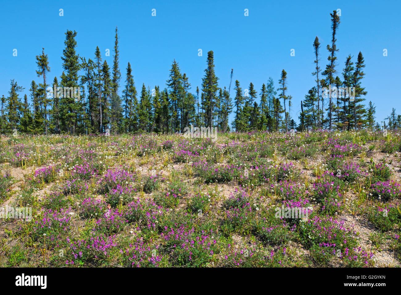 Wilde Erbse und schwarz-Fichte Bäume in borealen Wald Yellowknife Highway in der Nähe von Fort Providence Nordwest-Territorien Kanada Stockfoto