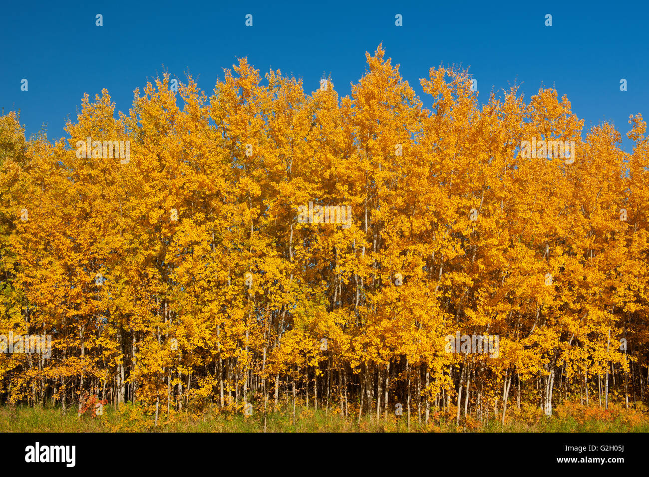 Aspen Laub im Herbst Farbe Elk Island Nationalpark Alberta Kanada Stockfoto