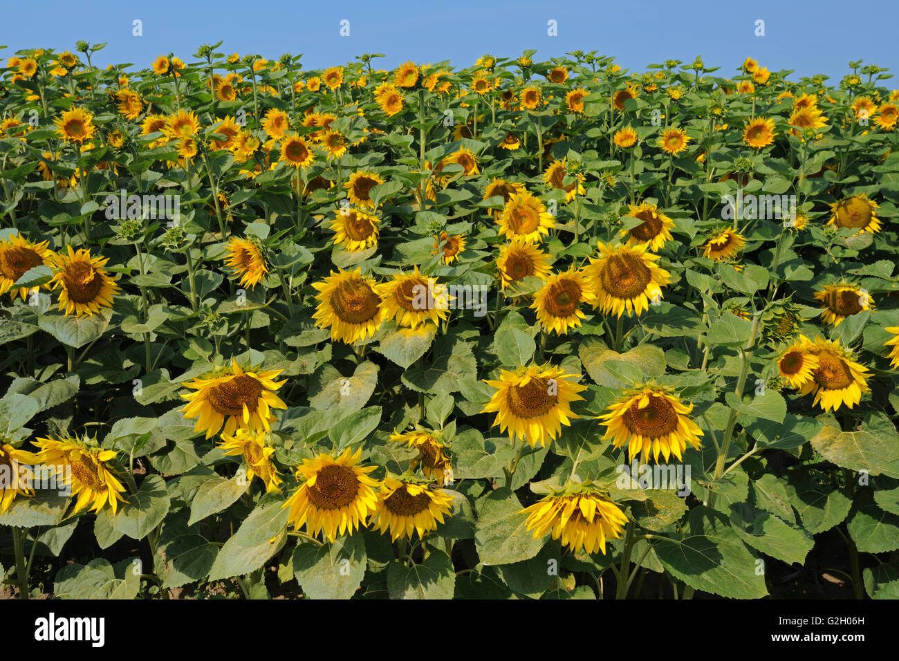 Sonnenblumen Taber Alberta Kanada Stockfoto