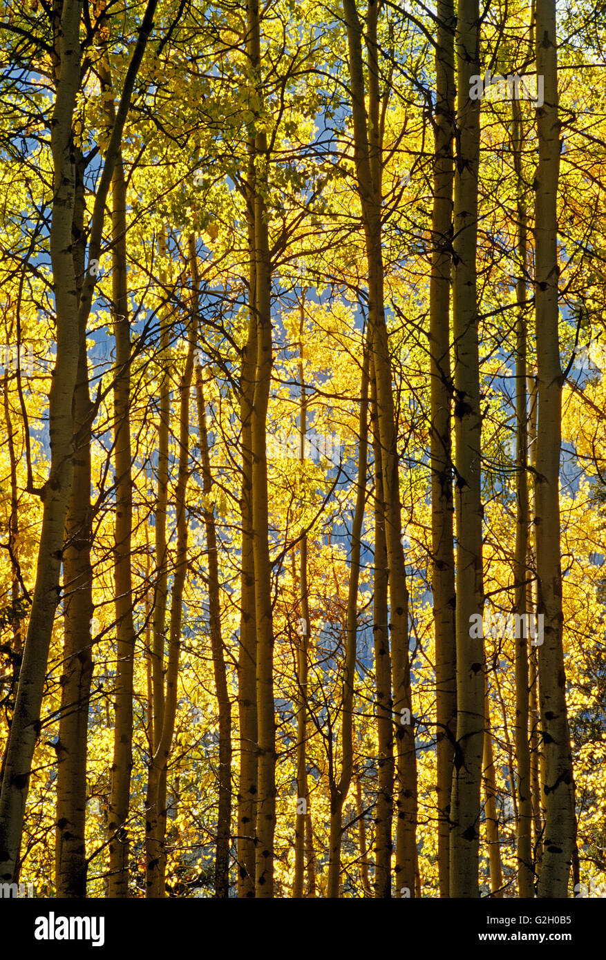Espe Bäume im Herbst Farbe Banff Nationalpark Alberta Kanada Stockfoto