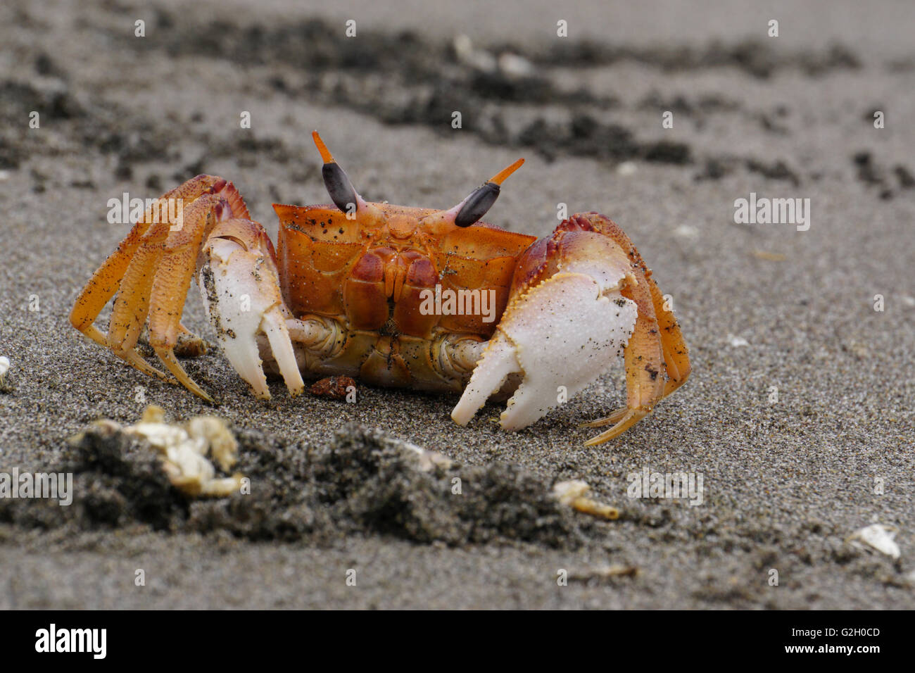 Krabbe am pazifischen Ozeanstrand von Mollendo im Süden Perus Stockfoto