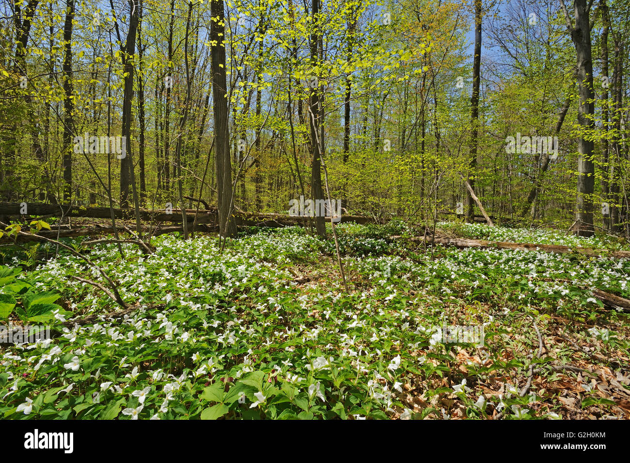 Große weiße Trilliums (Trillium Grandiflorum) in Carolinian Wald Sparta Ontario Kanada Stockfoto