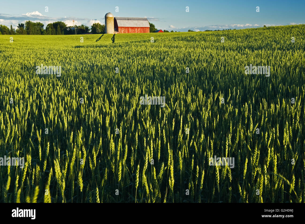 Weizenfeld und rote Scheune Carleton Place Ontario Kanada Stockfoto
