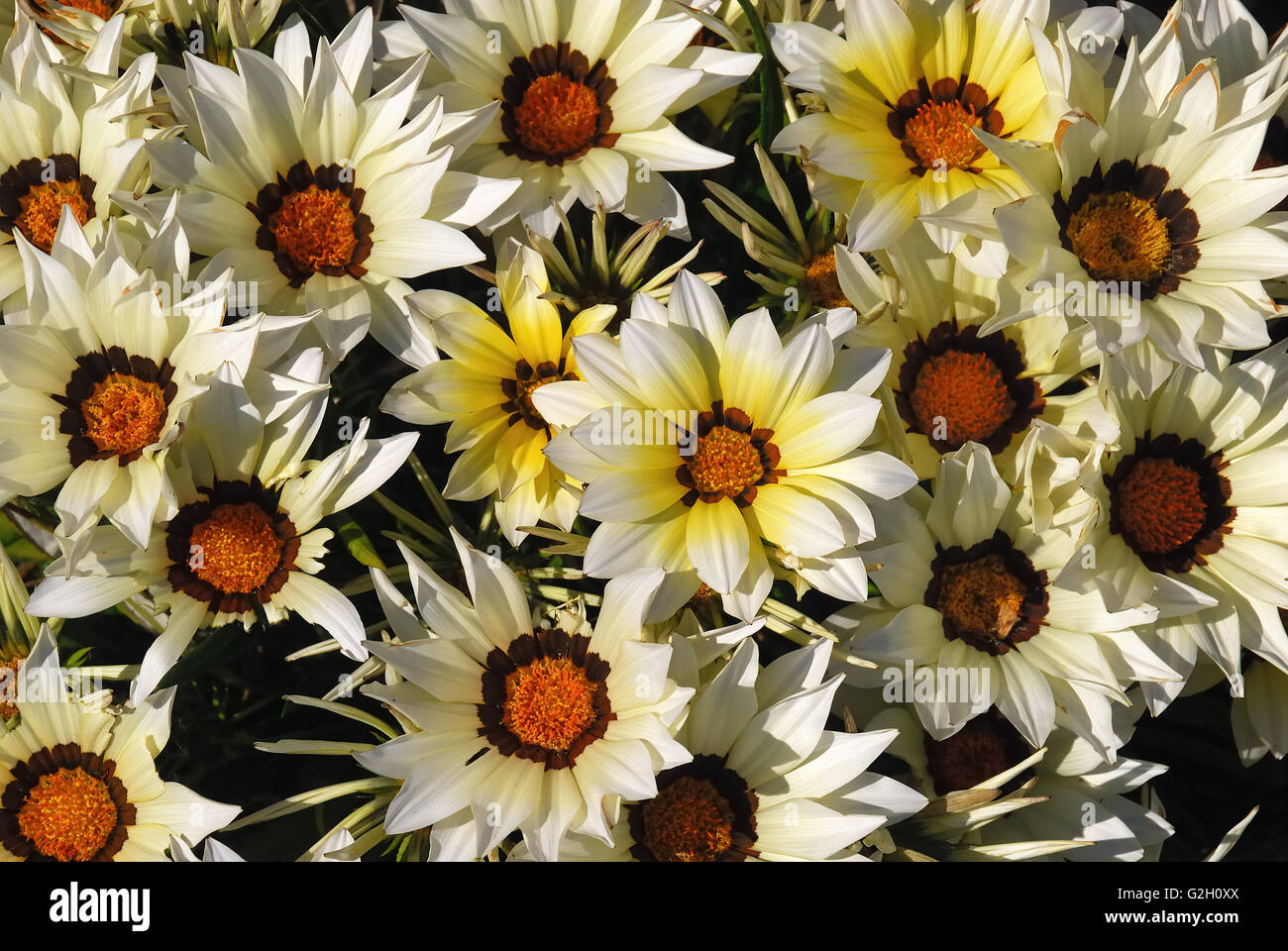 Veruda, Pula, Istrien, Kroatien. Ein Gazanien in einem Garten. Gazanien ist eine Gattung von Blütenpflanzen in der Familie Asteraceae, ursprünglich aus Südafrika. Sie produzieren große gänseblümchenartigen zusammengesetzte Blüten in brillanten Farben gelb und Orange, über einen langen Zeitraum im Sommer. Sie werden oft als trockentoleranter Bodendecker gepflanzt. Stockfoto