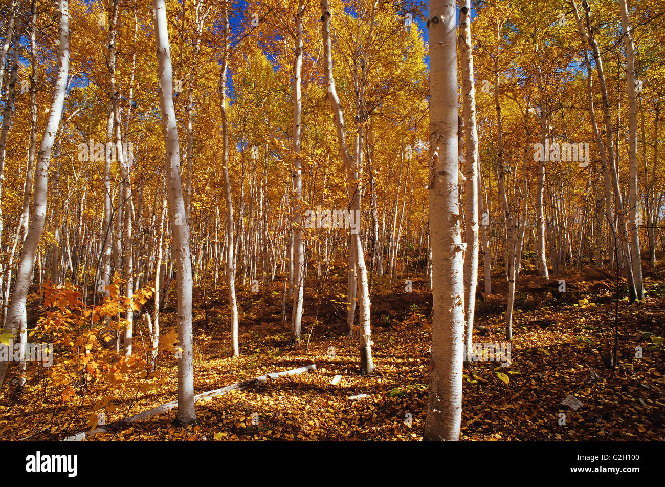 Weiße Birken in herbstlichen Farben Skead Ontario Kanada Stockfoto