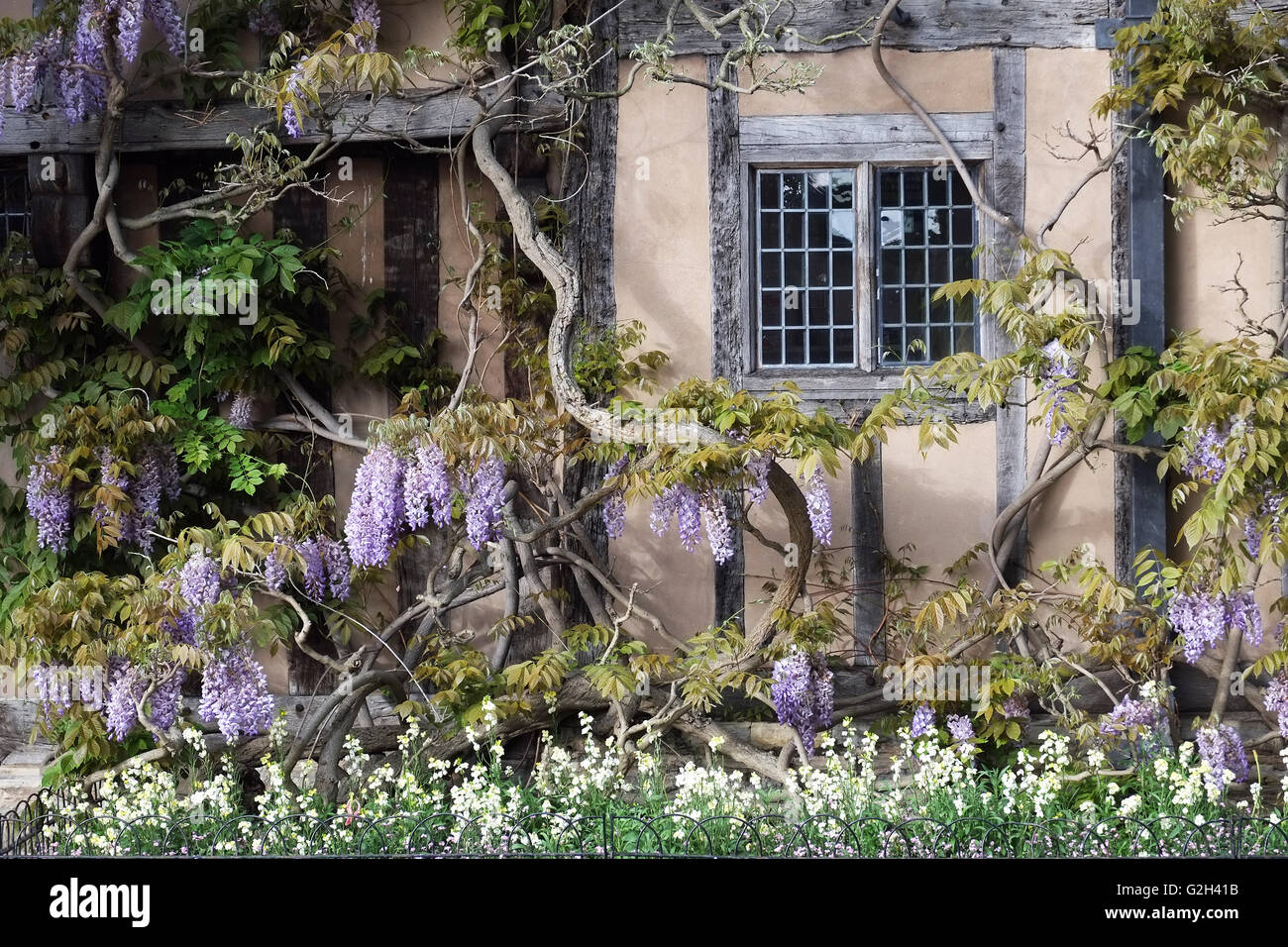 Glyzinien an der Vorderseite des Halls Croft, Old Town, Stratford in Warwickshire, England, UK. Stockfoto
