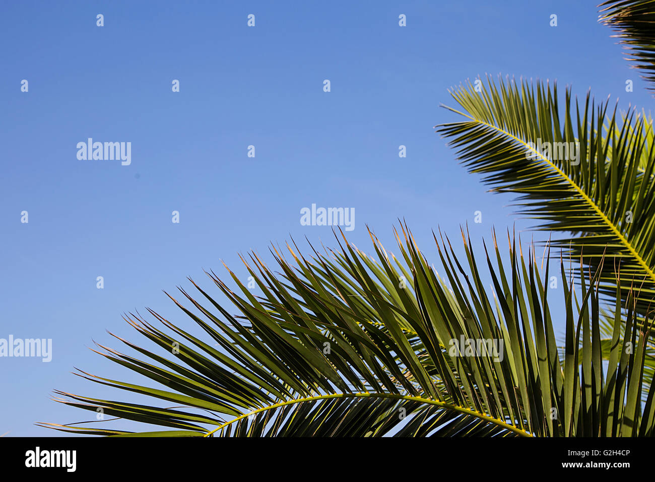 Blick auf Palmblättern auf Himmelshintergrund Stockfoto