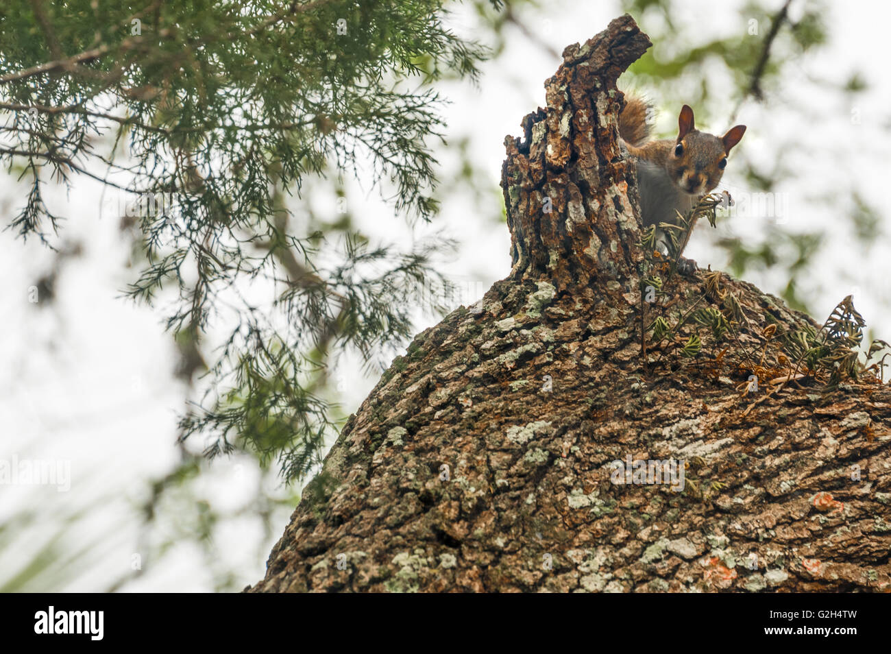 Baum-Eichhörnchen spähen hinter einem gebrochenen Ast in St. Augustine, Florida, USA. Stockfoto