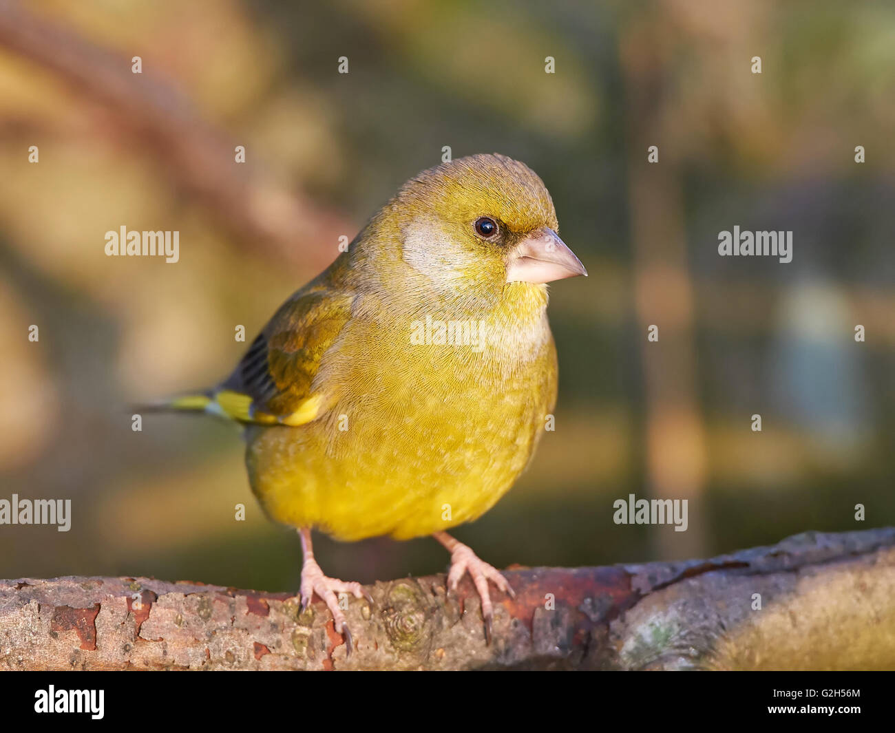 Grünfink ruht auf einem Ast in ihrem Lebensraum Stockfoto