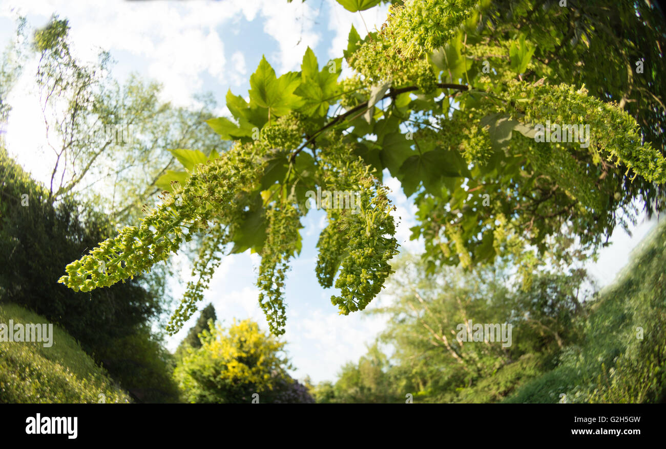 Blütenstand von wilden Ahorn Baum Blüte lange hängende Blütenstand im Frühjahr verwandeln Hubschrauber Samen Stockfoto