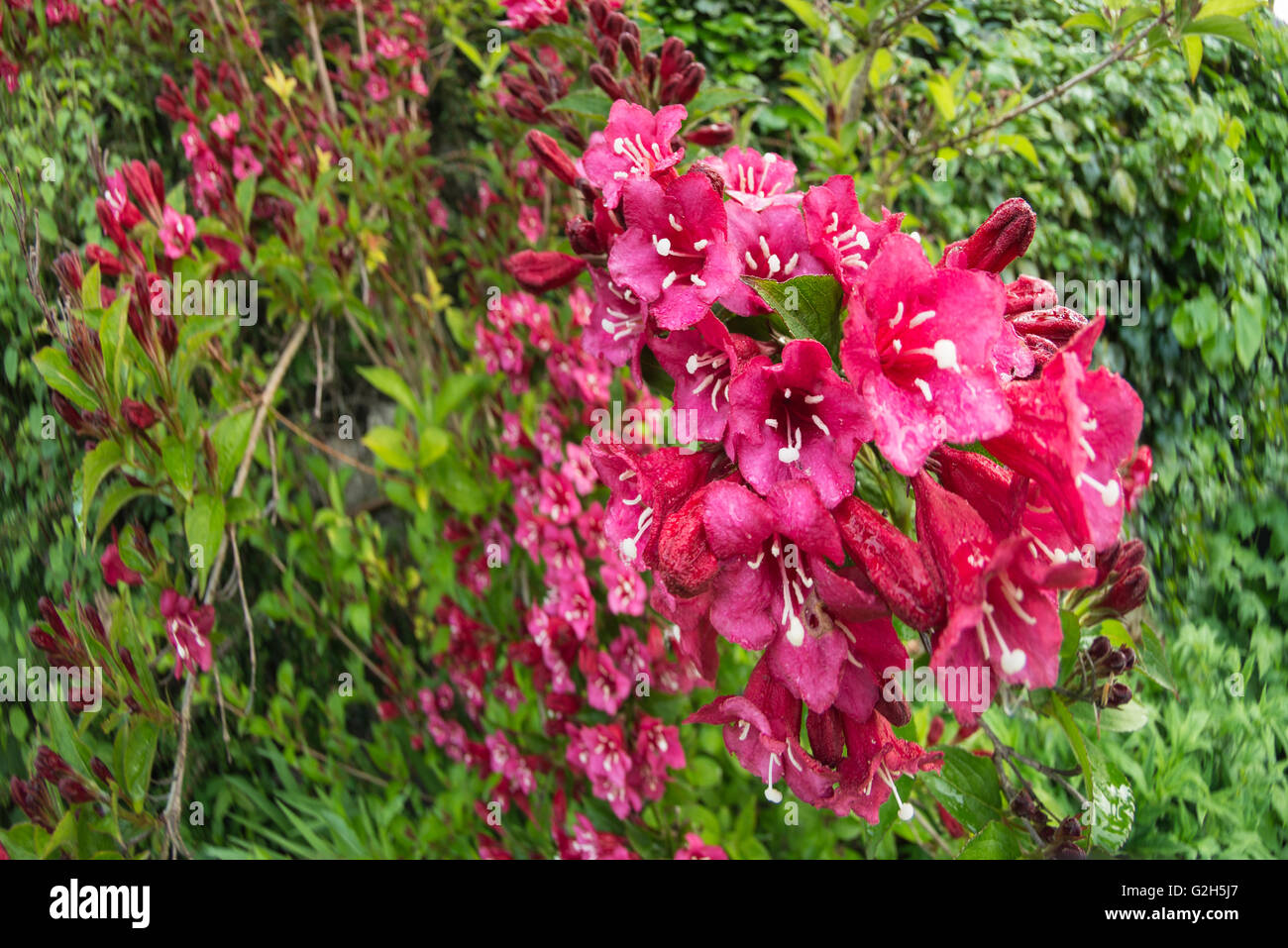 Massen von Sommerblumen, Weigela Florida Pink Princess Stockfoto