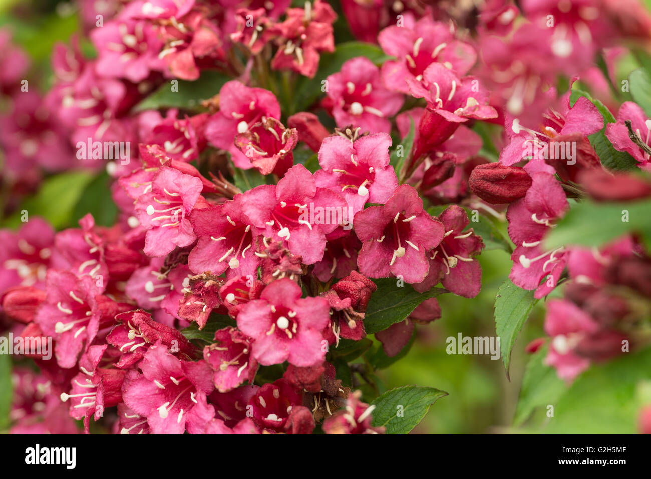 Massen von Sommerblumen, Weigela Florida Pink Princess Stockfoto