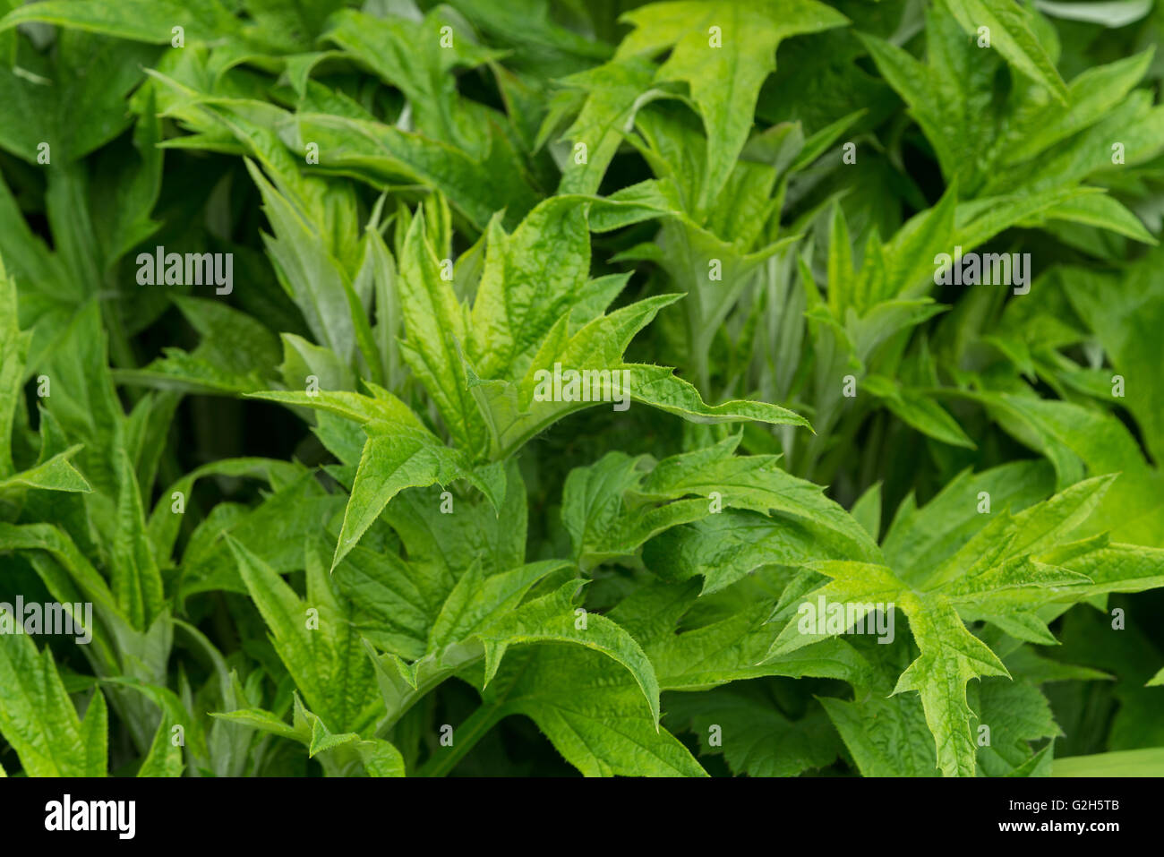 Spitz Verzweigung Muster von Globe Thistle verlässt Echinops eine Allergie als feine Haare verursachen Ausschlag auf Haut Stockfoto