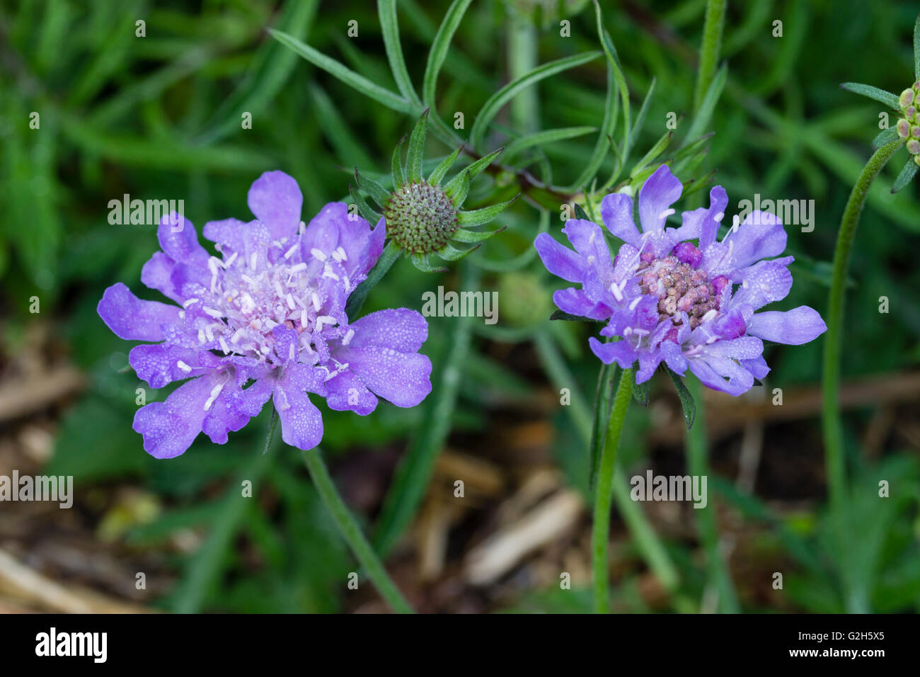 Vorsaison Blumen der Schafe ist etwas Witwenblume, Jasione Laevis 'Blaulicht'.  Die Blüten sind nicht vollständig geöffnet und zeigen nicht die Nadelkissen-Effekt, Stockfoto