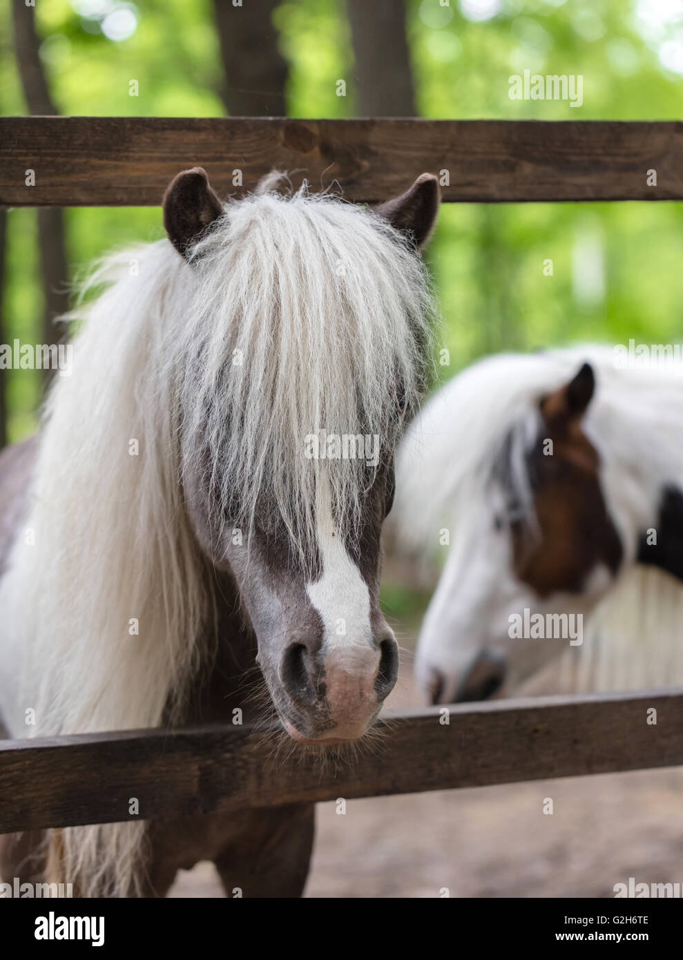 Vollblut Ponys im Fahrerlager auf einem Bauernhof Stockfoto