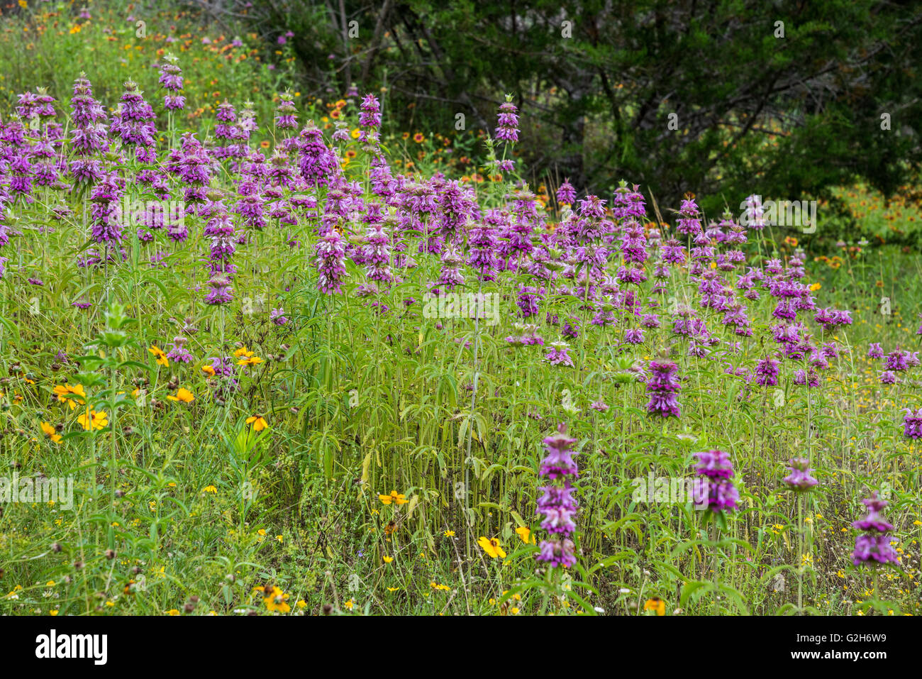 Wilde Blumen in voller Blüte im Texas Hill Country. Balcones Canyonlands National Wildlife Refuge, Austin, Texas, USA. Stockfoto