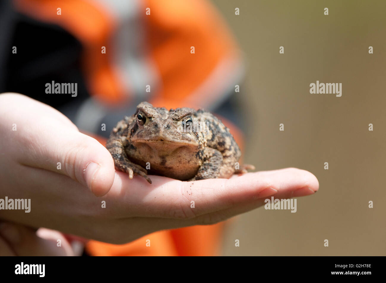 Frosch gefunden in Ontario Kanada Stockfoto