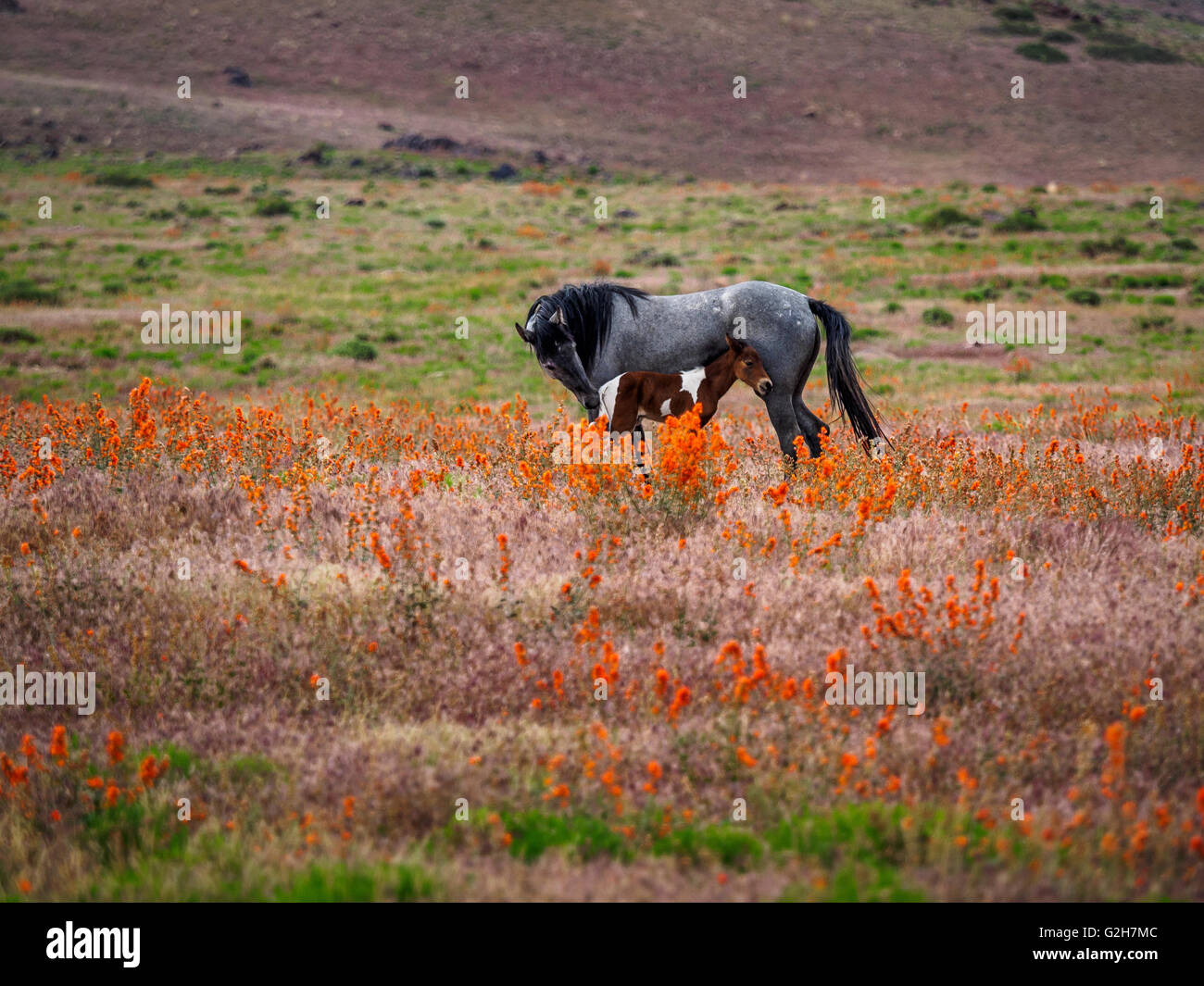 Wilde Stute mit ihrem Fohlen unter den Wildblumen der Utah Westen Wüste stehen. Stockfoto