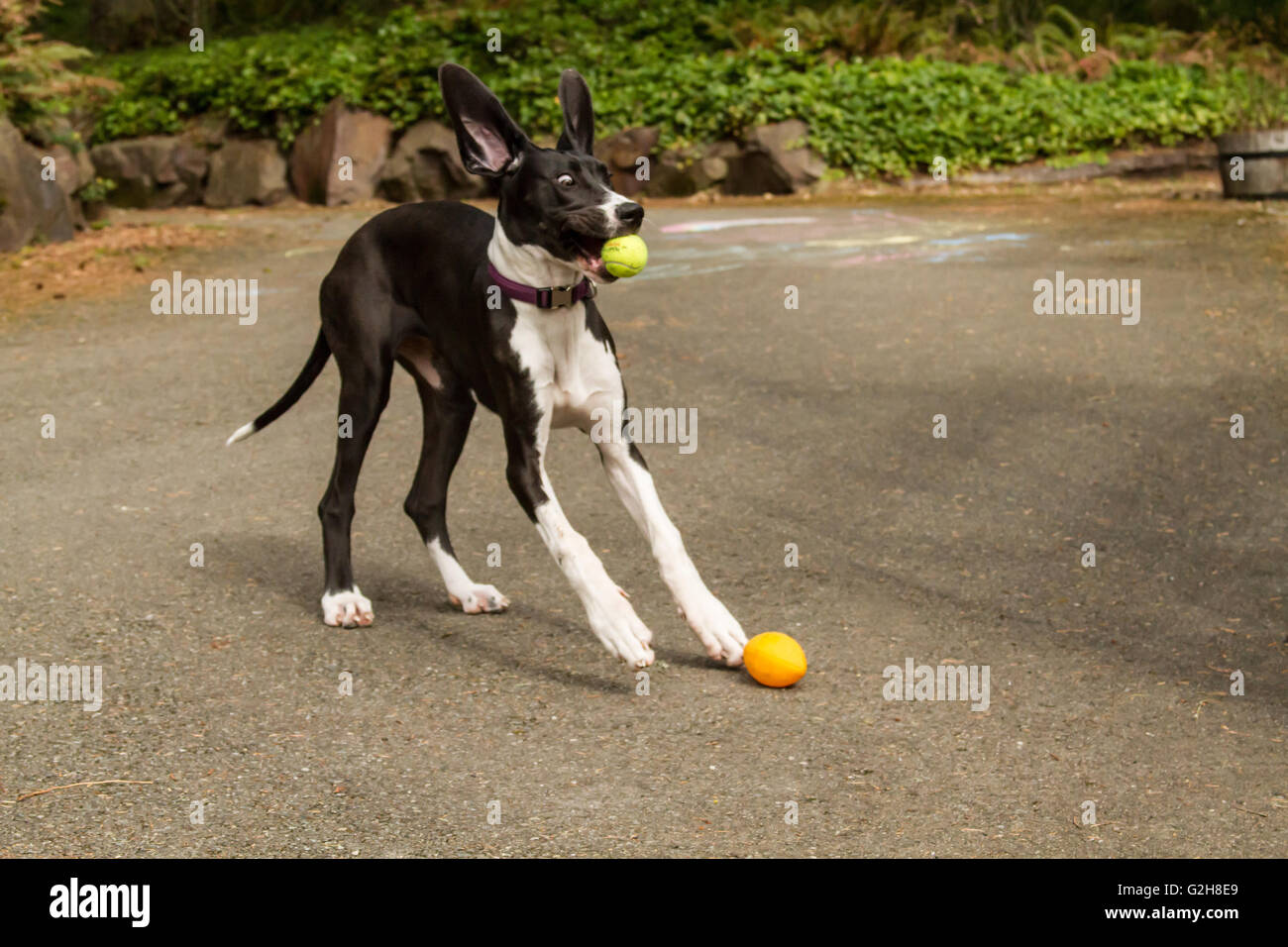 Sechs Monate alte Deutsche Dogge Welpen, Athena, schauen sehr erstaunt, als sie einen Tennisball fängt Stockfoto
