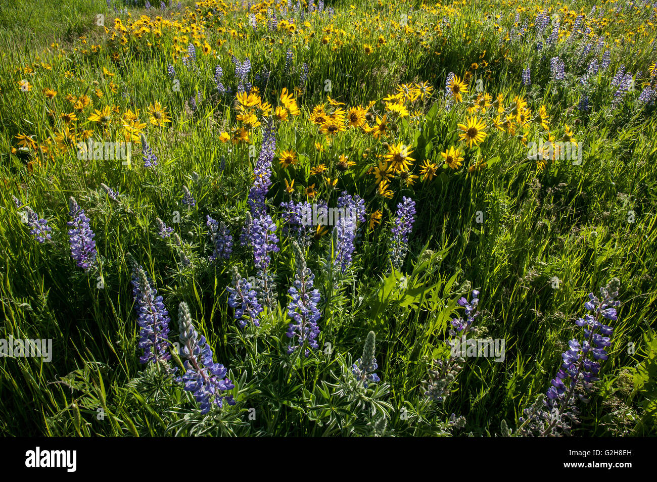 Arrowleaf Balsamwurzel und Columbia-Schlucht breit-Blatt Lupine Wildblumen Stockfoto