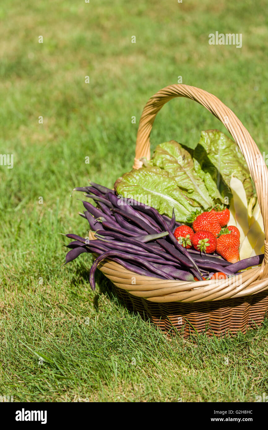 Korb mit frisch geernteten Erzeugnisse (Bohnen, Erdbeeren & Salat) sitzen in der Wiese Stockfoto