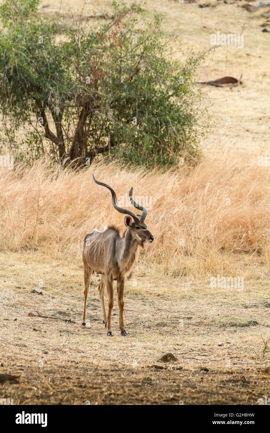Männliche Kudu in das Nakavango Anwesen der Victoria fällt Private Game Reserve, Simbabwe, Afrika Stockfoto