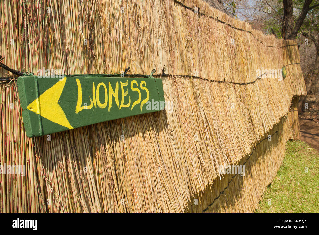 Humorvolle Lionness (für Frauen) anmelden eine strohgedeckte Hütte-Bad in der Nähe von Victoria Falls, Simbabwe, Afrika Stockfoto