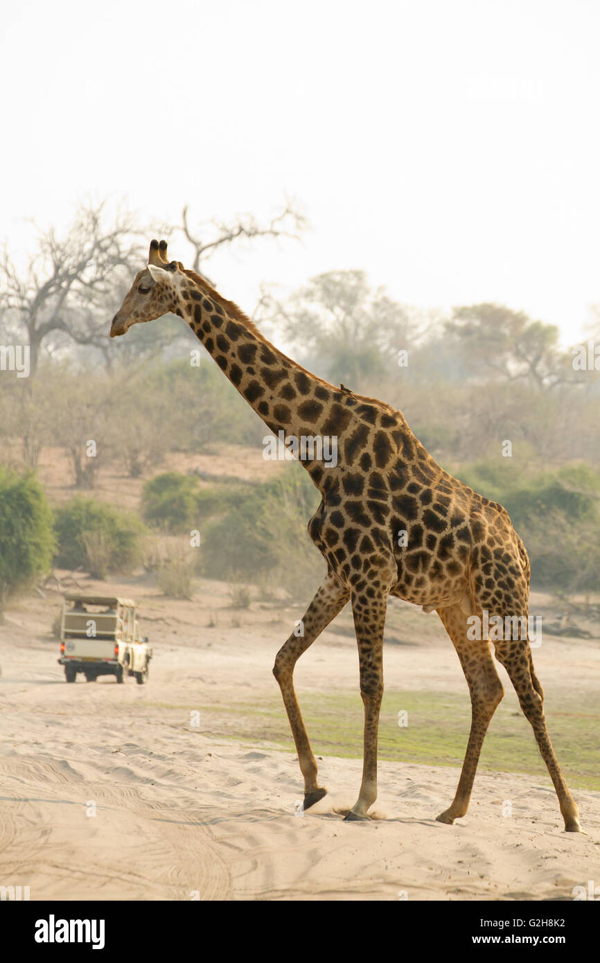 Fuss Der Giraffe