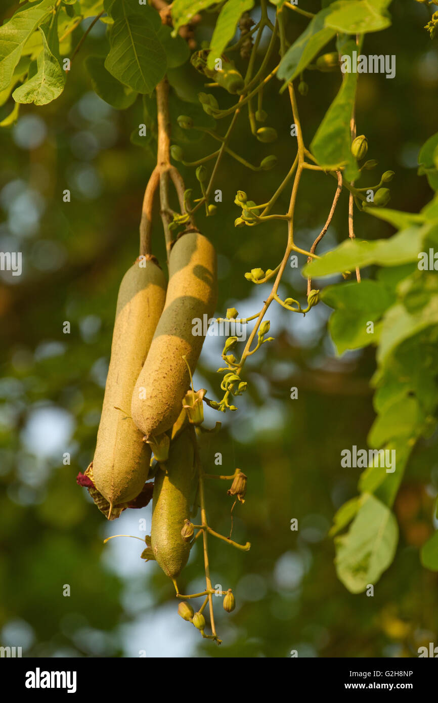 Wurst-Baum Früchte in Lower Zambezi National Park, Sambia, Afrika Stockfoto