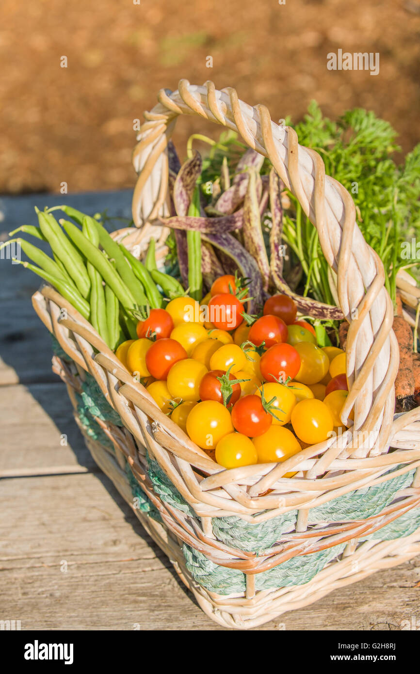 Korb mit frisch geernteten Bioprodukte, einschließlich rote Kirschtomaten, gelbe Cherry-Tomaten, grünen Pfostenbohnen, Karotten Stockfoto