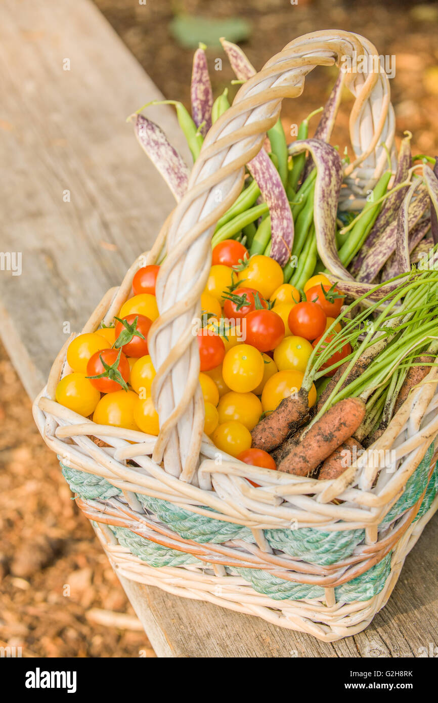 Korb mit frisch geernteten Bioprodukte, einschließlich rote Kirschtomaten, gelbe Cherry-Tomaten, grünen Pfostenbohnen, Karotten Stockfoto