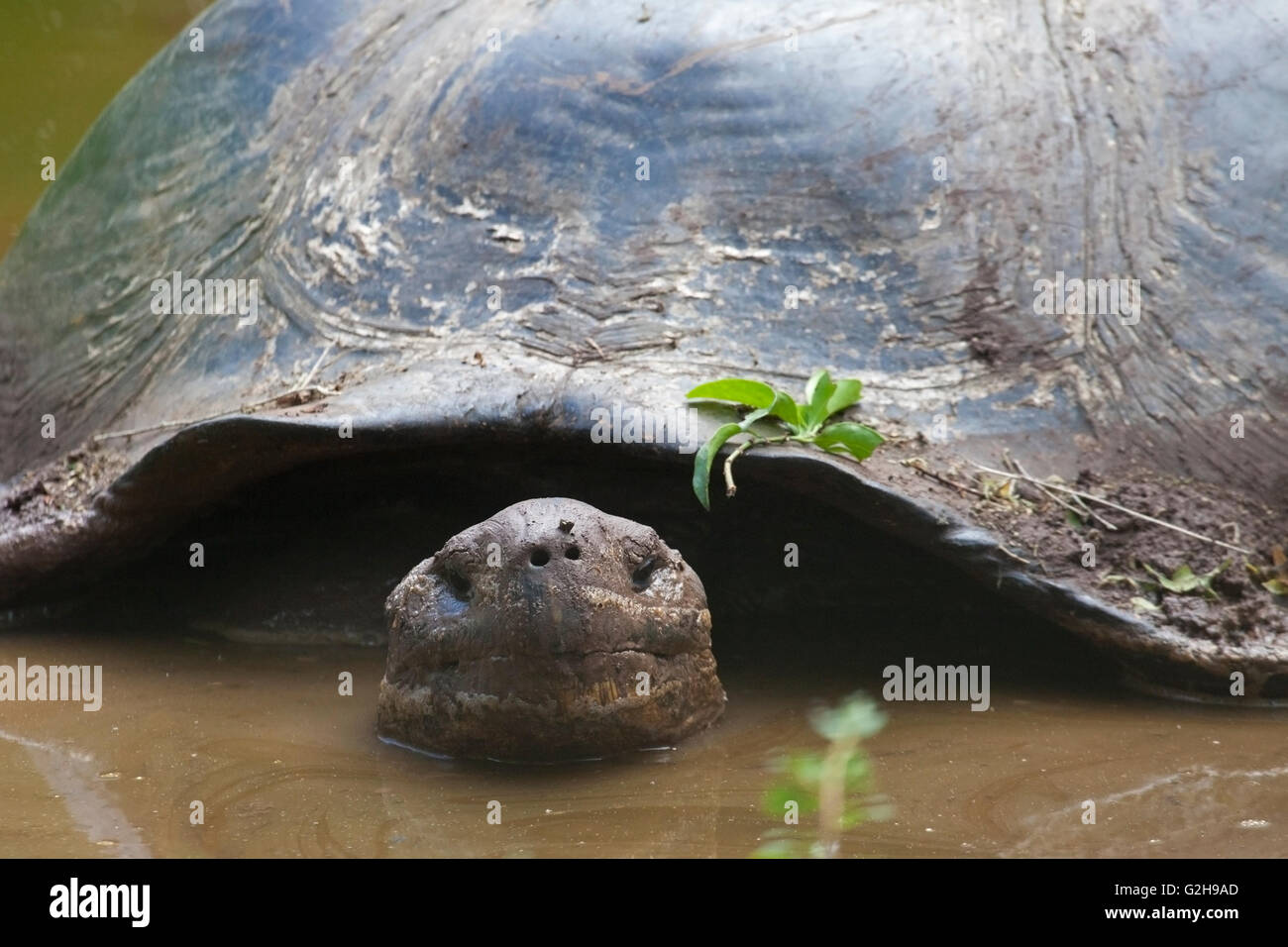Galapagos Riesenschildkröte (Chelonoidis nigra), die größte lebende Schildkrötenart, die sich in einem schlammigen Bad wälzen kann Stockfoto