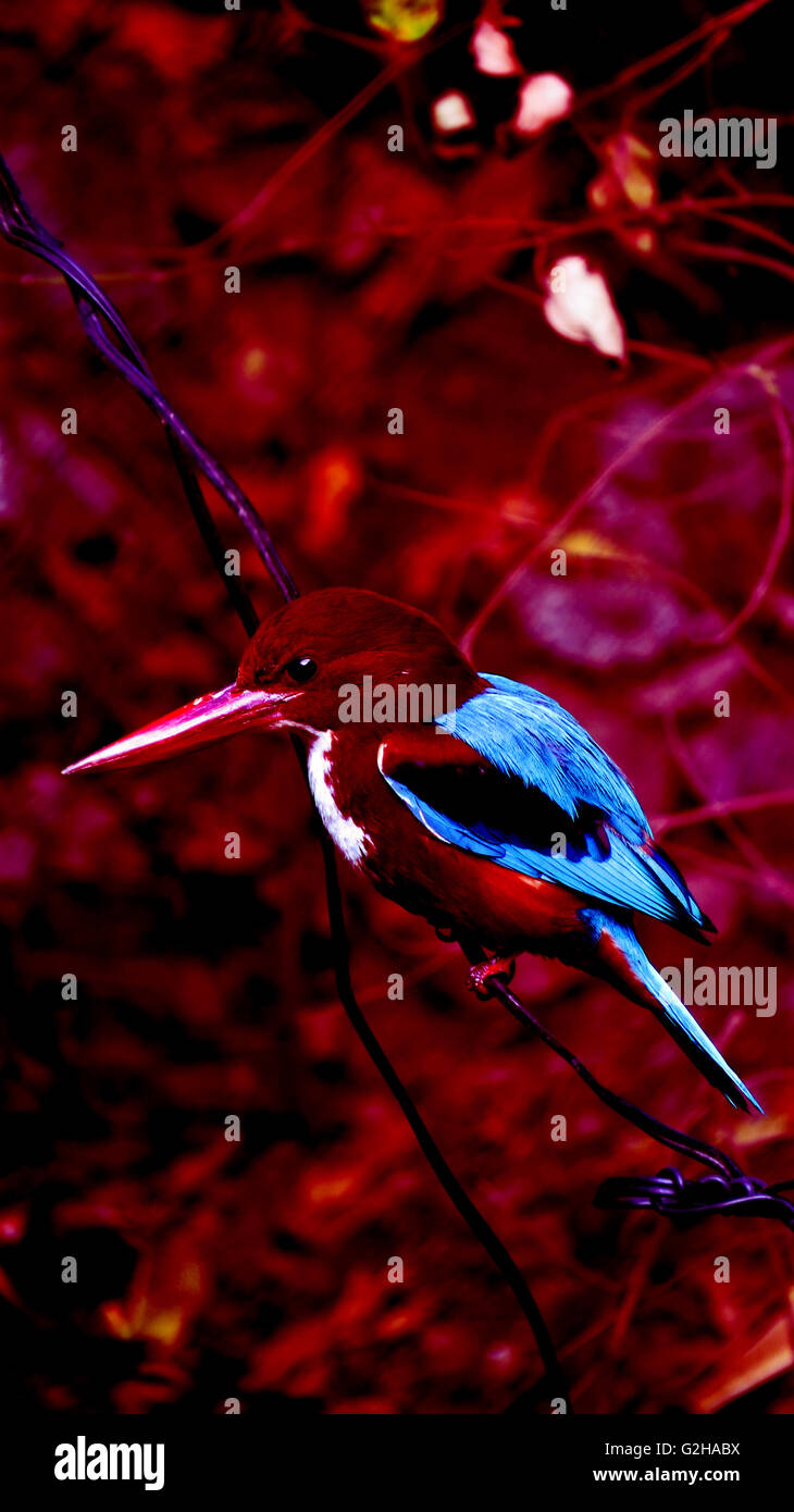 Ein abstraktes Bild von einem tropischen Eisvogel Vogel in Indien gefunden. Stockfoto