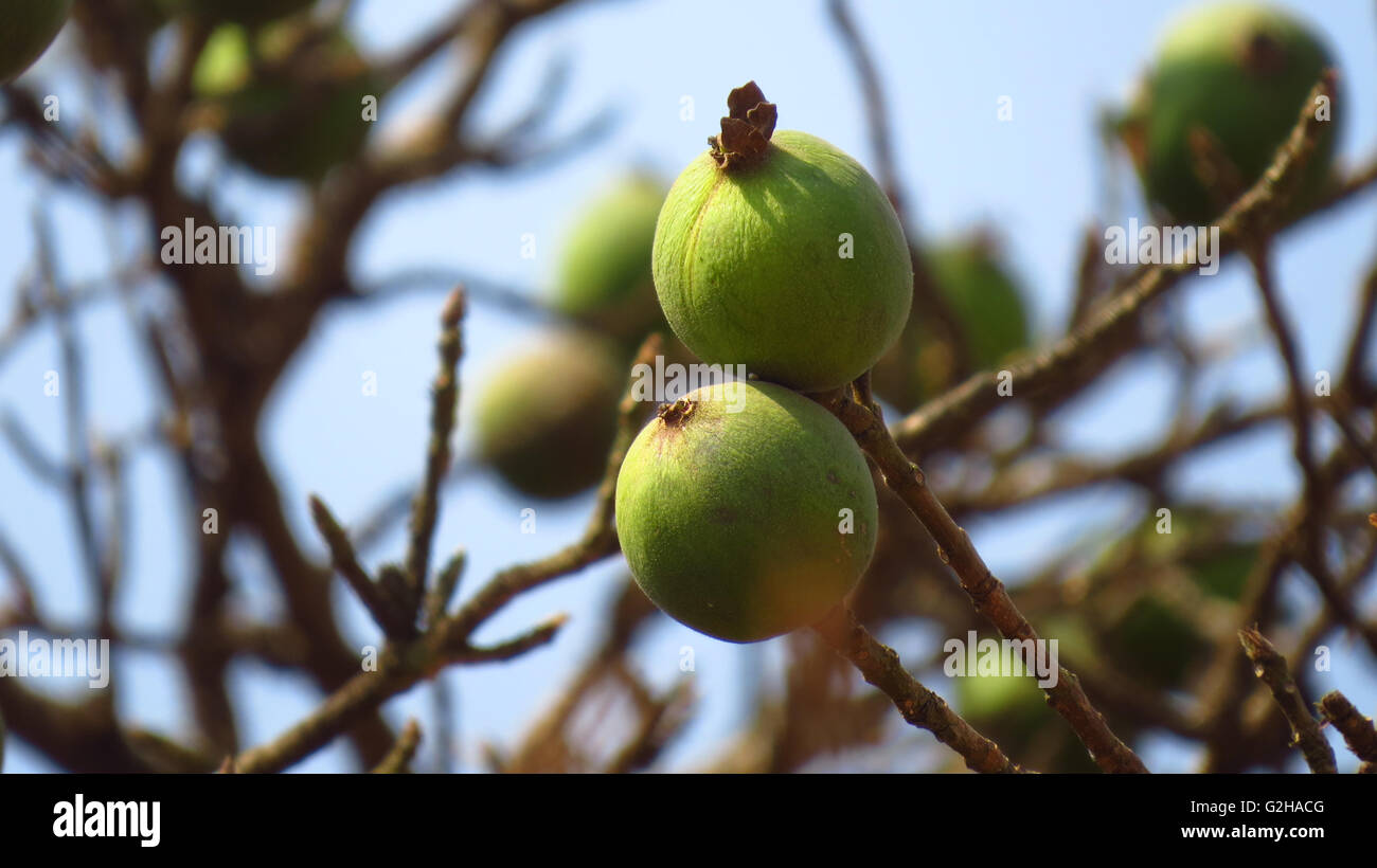 Seltsame Früchte grün und rund in der Form auf einen trockenen Baum in den indischen Tropen. Stockfoto