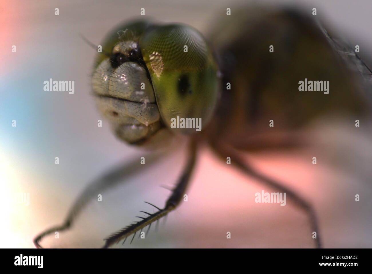 Ein Makro Detailansicht der Augen von einem grünen Libellenarten. Stockfoto