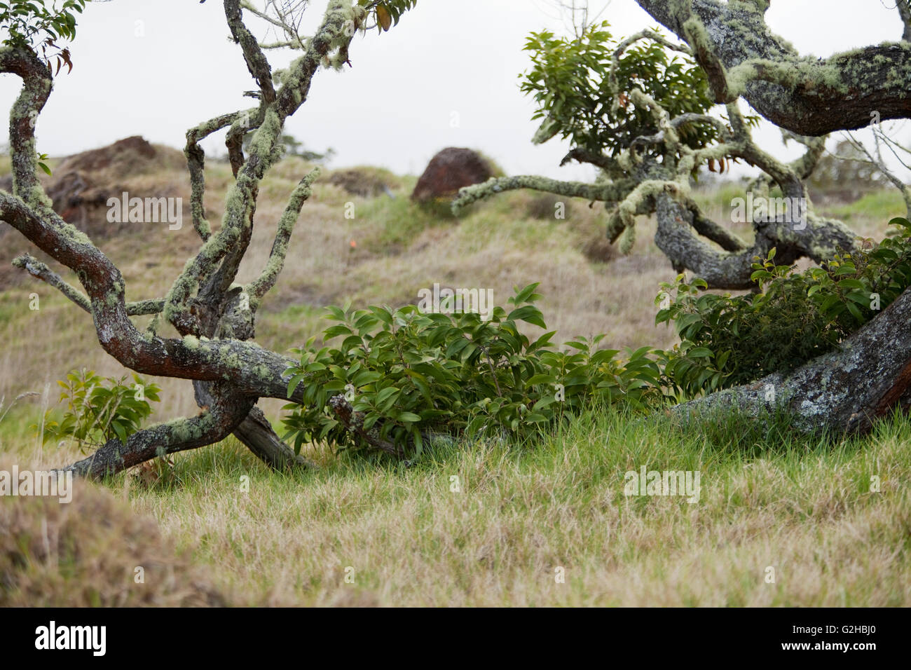 Hawaiian Vermächtnis Hartholz, Kukaiau Ranch, Mauna Kea Stockfoto