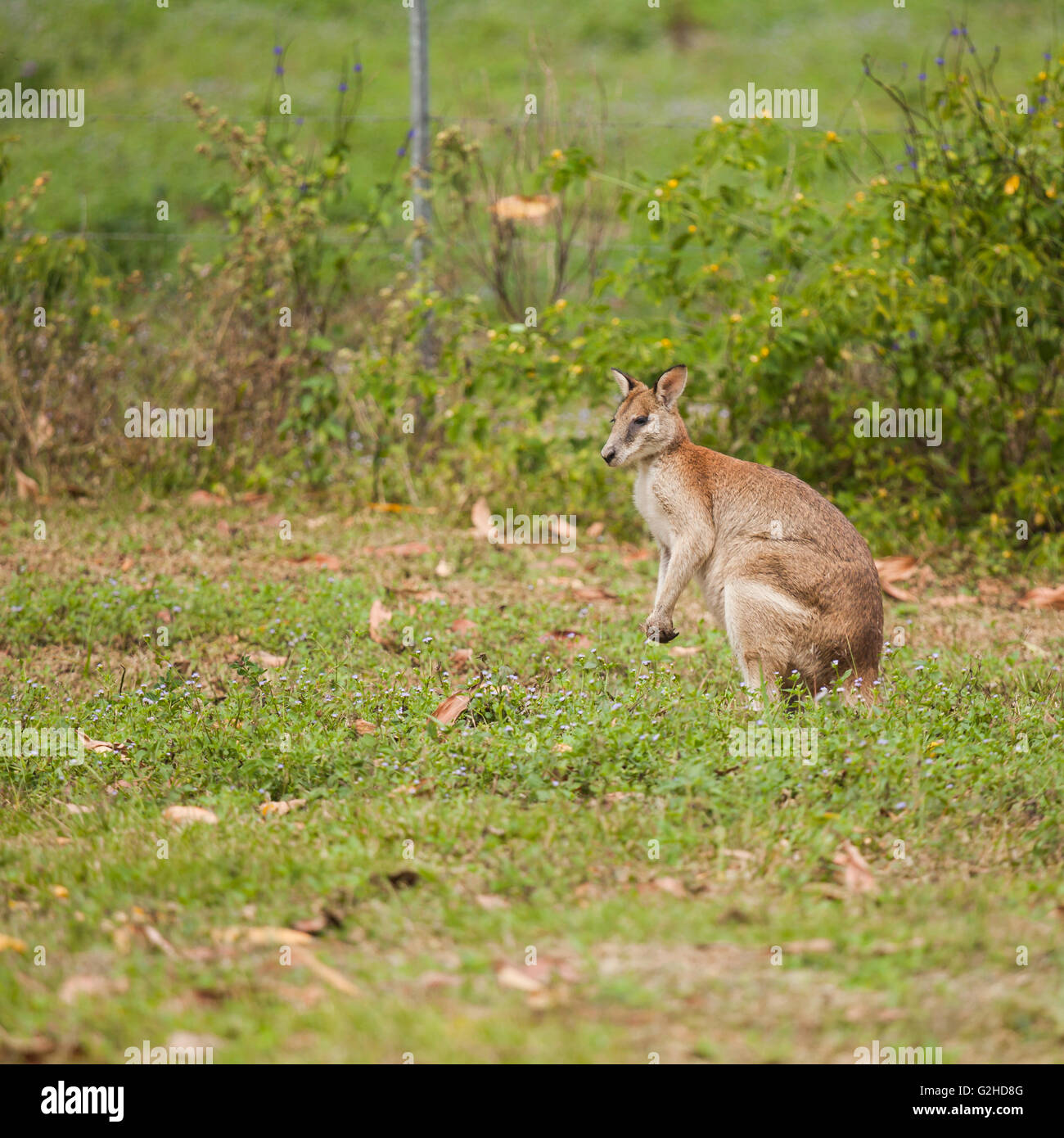 Wallaby ist eine kleine oder mittelgroße Macropod gefunden in Australien und Neuguinea. Sie gehören zur selben taxonomischen Familie als kangaro Stockfoto