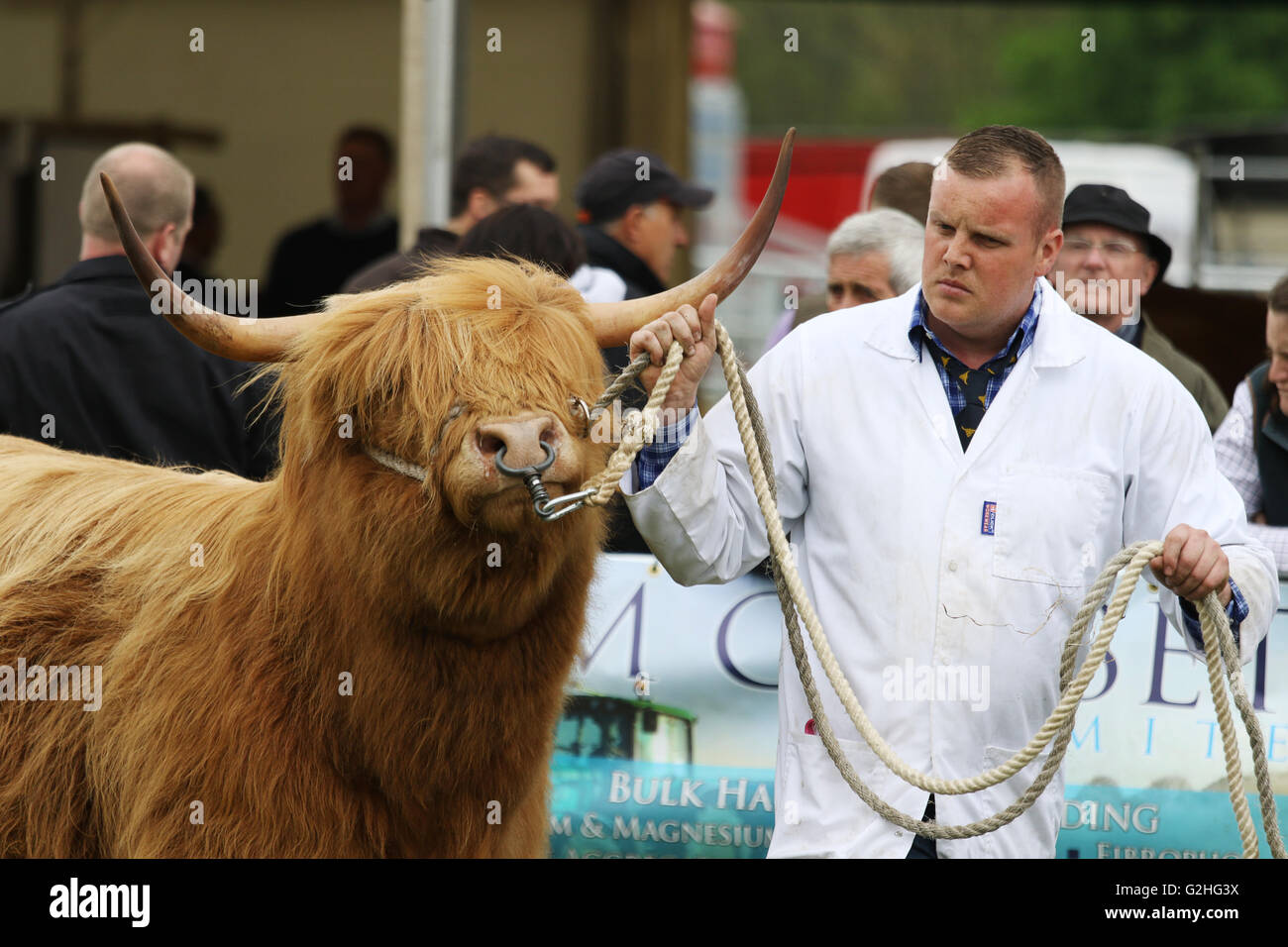 Bywell, England - 30. Mai 2016: Highland Kuh auf der Northumberland County Show in Bywell in Northumberland, England. Bildnachweis: AC Bilder/Alamy Live-Nachrichten Stockfoto