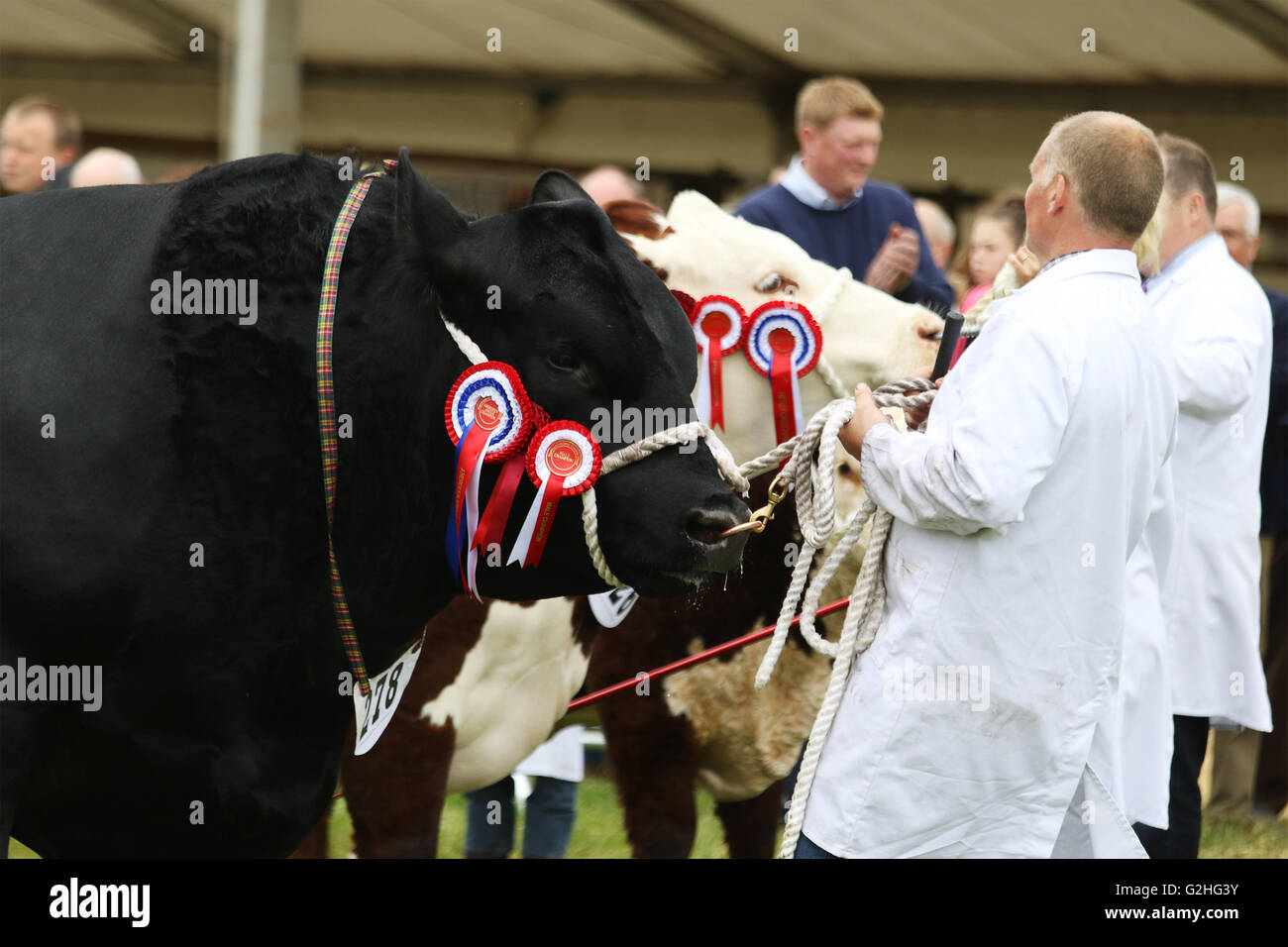 Bywell, England - 30. Mai 2016: Rinder in den Urteilen Ring an der Northumberland County Show am Bywell in Northumberland, England. Bildnachweis: AC Bilder/Alamy Live-Nachrichten Stockfoto