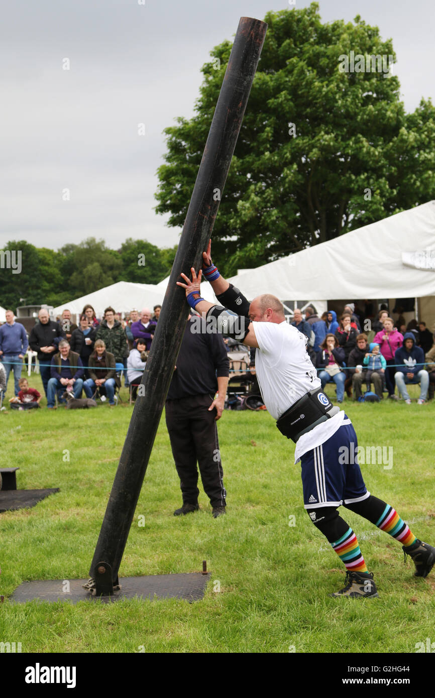 Bywell, England - 30. Mai 2016: Ein Konkurrent in der Paare-Event des Förderwettbewerbs Strong Man ein 200 kg Stahl Aufrichter während der Northumberland County Show am Bywell in Northumberland, England.  Die beiden Athleten wälzt die Pole, die an der Basis, über einander so oft wie möglich innerhalb einer bestimmten Frist angelenkt ist. Bildnachweis: AC Bilder/Alamy Live-Nachrichten Stockfoto