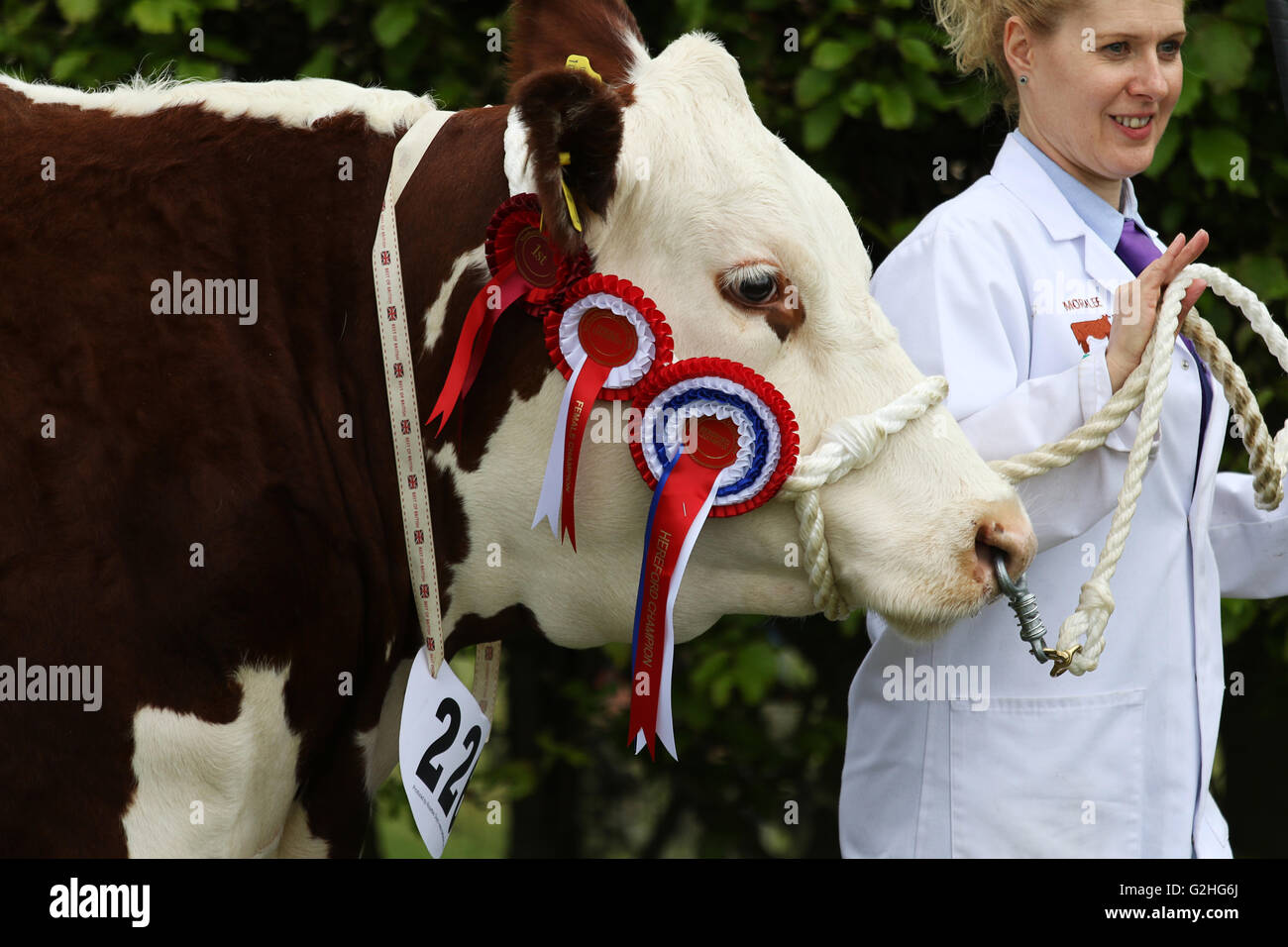 Bywell, England - 30. Mai 2016: Champion Hereford Kuh an der Northumberland County Show am Bywell in Northumberland, England. Bildnachweis: AC Bilder/Alamy Live-Nachrichten Stockfoto