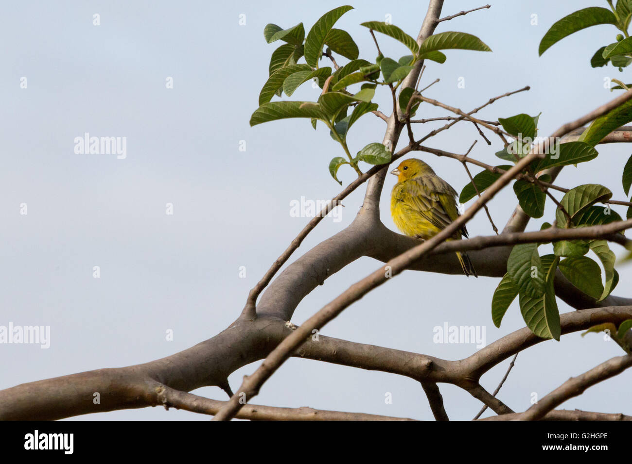 Asuncion, Paraguay. 30.. Mai 2016. Safranfink (Sicalis flaveola)-Vogel auf einem Ast ist an sonnigen Tagen in Asuncion, Paraguay, zu sehen. © Andre M. Chang/Alamy Live News Stockfoto