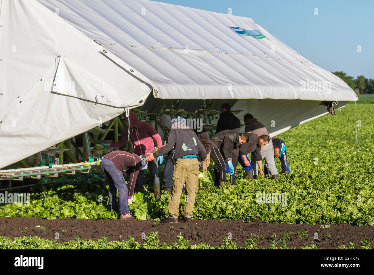 Tarleton, Preston, Großbritannien, 31. Mai 2016. Vertrag Arbeitsmigranten wählen die erste Ernte von Kopfsalat für den Markt als das anhaltend warme Wetter für eine gute Saison in diesem Markt Gartenarbeit macht. Viele Migranten Landarbeiter werden eingestellt in landwirtschaftlichen Betrieben durch Verbindung zu arbeiten, oft als "landwirtschaftlichen Arbeitskräfte Fremdfirmen' oder 'crewleaders." Andere Landwirte in der Gegend bieten caravan Unterkunft für den saisonalen Arbeitsmigranten. Die Gegend ist ein großer Arbeitgeber, Staatsangehörige von EU-Ländern während der Sommermonate. Stockfoto