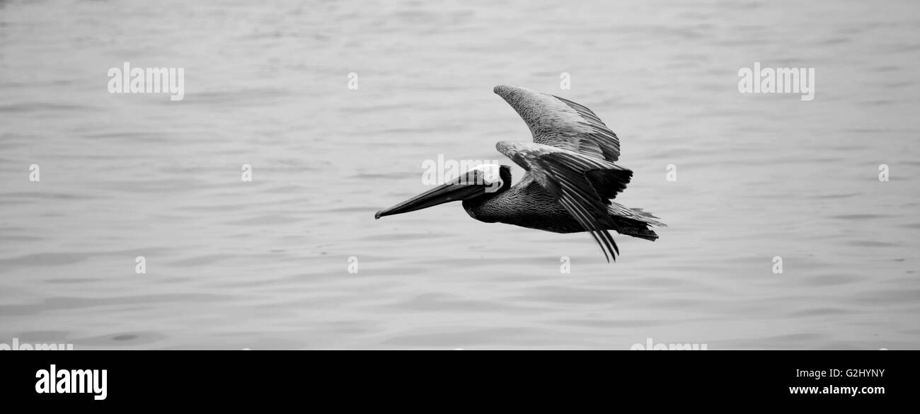Pelikan fliegen Stockfoto