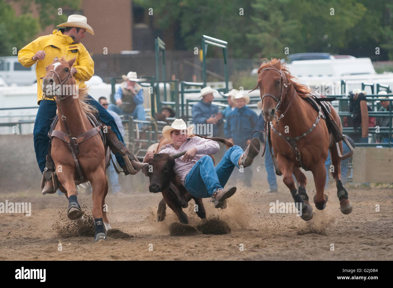 Team-Steer wrestling, Cochrane Rodeo, Cochrane, Alberta, Kanada Stockfoto