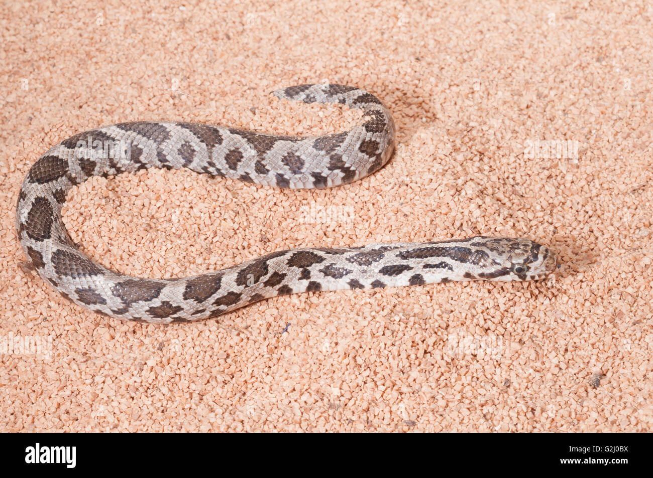 Westlichen Fox Schlange, bieten Vulpina Vulpina/Pantherophis Vulpinus, juvenile Fox Schlange; heimisch in Zentral-USA Stockfoto